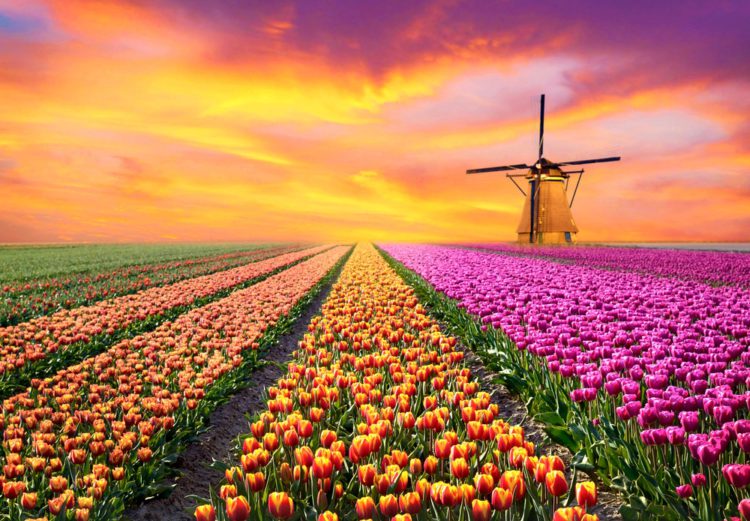 29-Tulip_Fields-e1528957313798.jpg