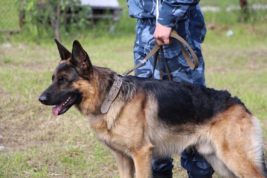 «Марика» атты иттің көмегімен шекарадан «марихуана» есірткісін алып өтпек болған Өзбекстан елінің  а
