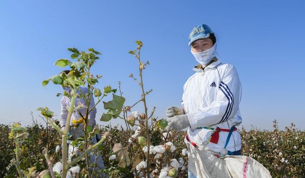 Дархан Сатыбалды: Мақта кластерін қалыптастыру үшін жоспар әзірледік